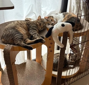 咲良の写メ日記｜ヴェルサイユ 吉原高級店ソープ