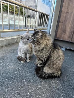 あやめの写メ日記｜鹿鳴館 吉原高級店ソープ