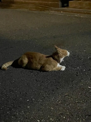 りんの写メ日記｜鹿鳴館 吉原高級店ソープ