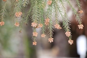 かれんの写メ日記｜鹿鳴館 吉原高級店ソープ