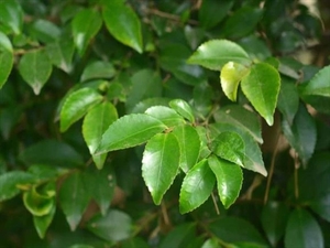 ななの写メ日記｜鹿鳴館 吉原高級店ソープ