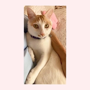 工藤なつきの写メ日記｜鹿鳴館 吉原高級店ソープ